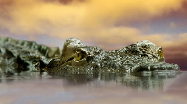 crocodile 594305 pixabay