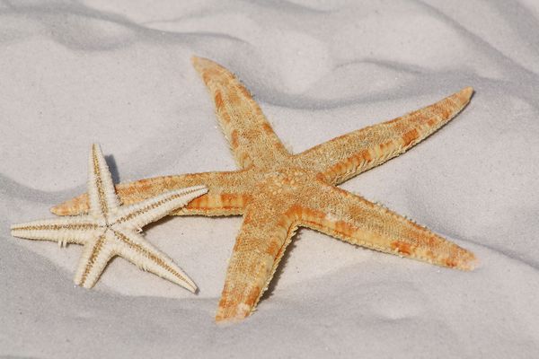 starfish 343791